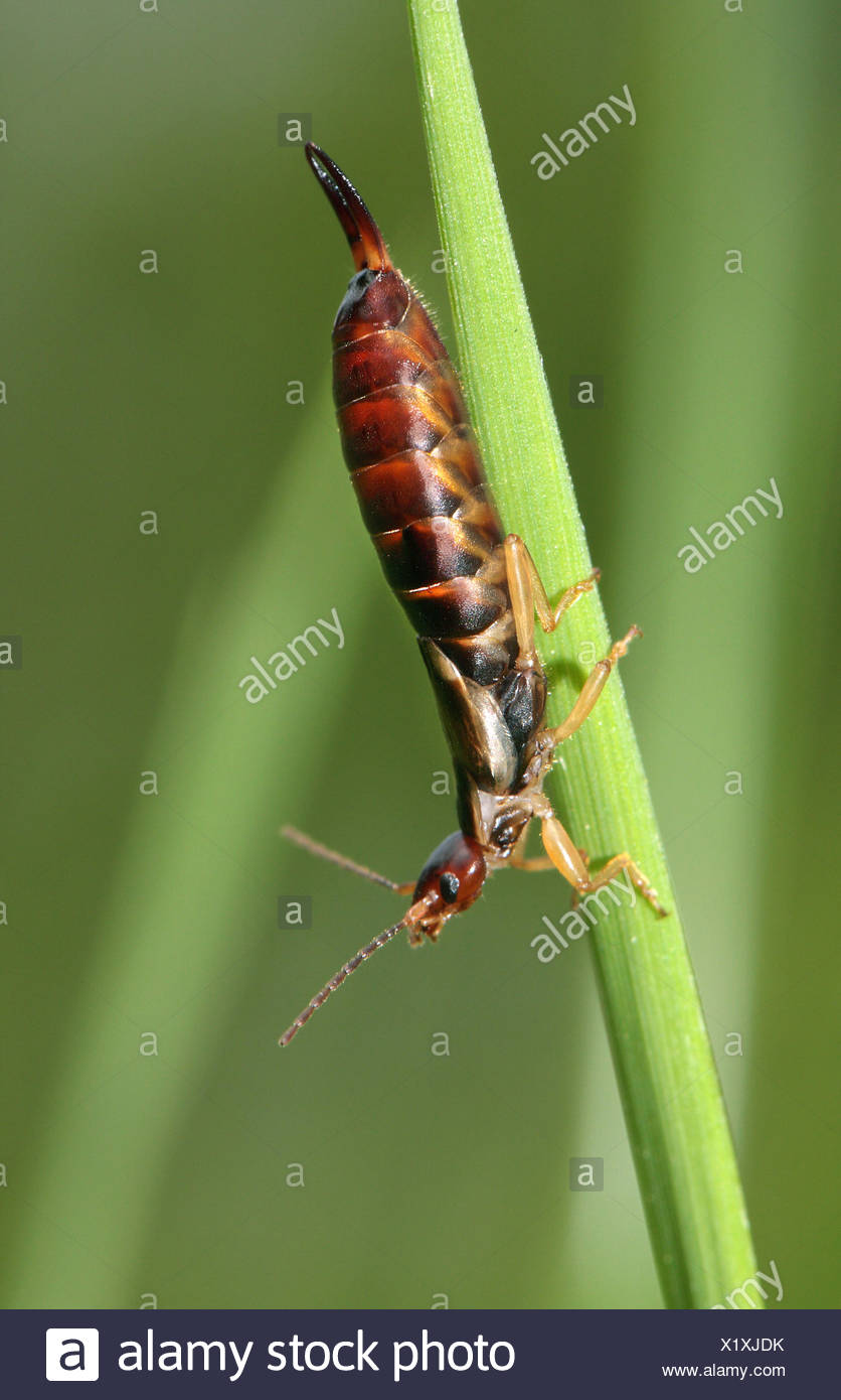 Earwig High Resolution Stock Photography and Images Alamy