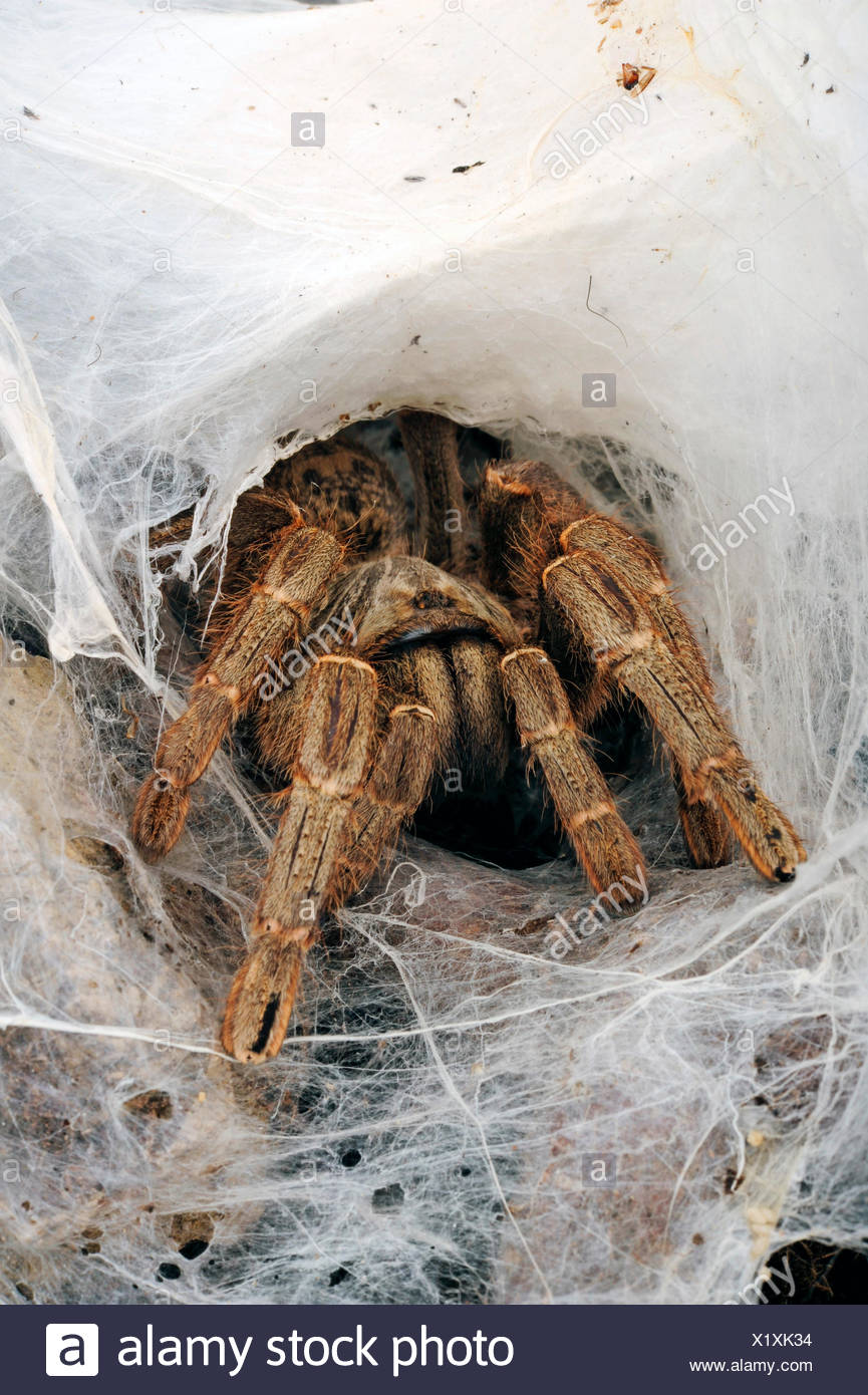 Baboon Spider Africa Stock Photos & Baboon Spider Africa Stock Images