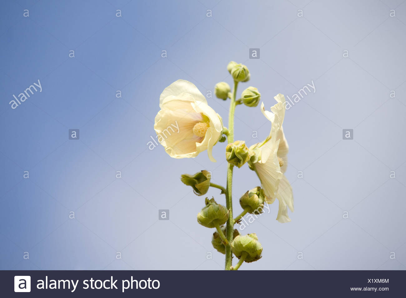 Floor Rose Alcea Rosea Detail Blossom White Back Light Plant