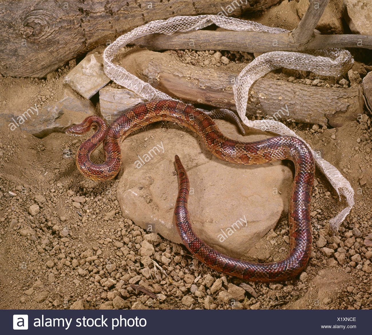 List 100+ Pictures Pictures Of Chicken Snakes Full HD, 2k, 4k