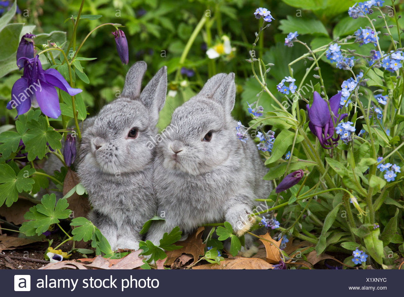 Baby Netherland dwarf rabbits in spring garden of Forget-Me-Nots