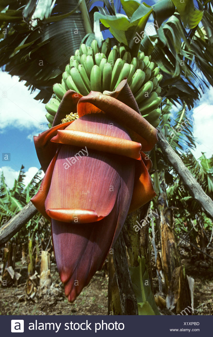 Bananas Leaves High Resolution Stock Photography and Images Alamy