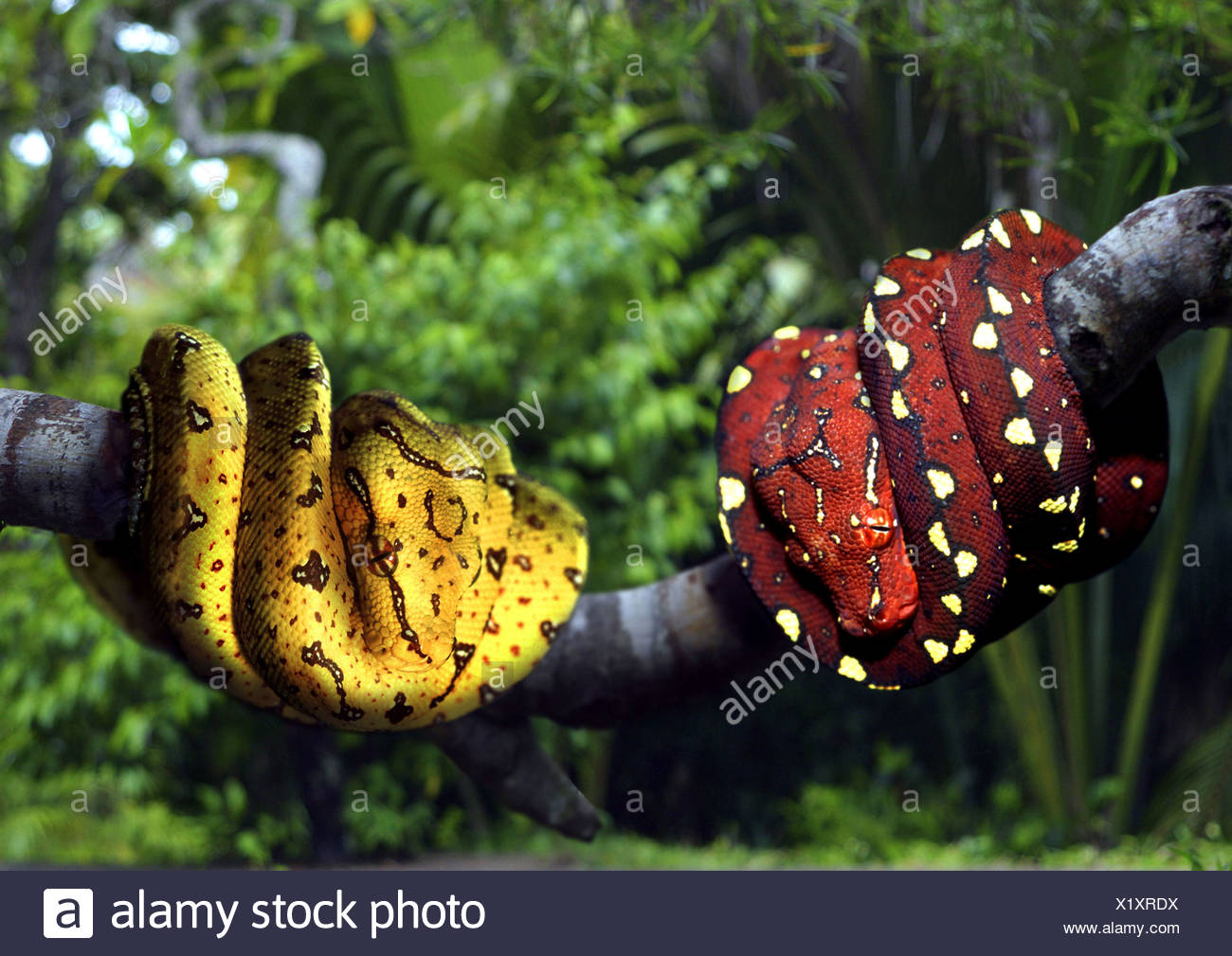 Green Tree Python Chondropython Viridis Morelia Viridis Two