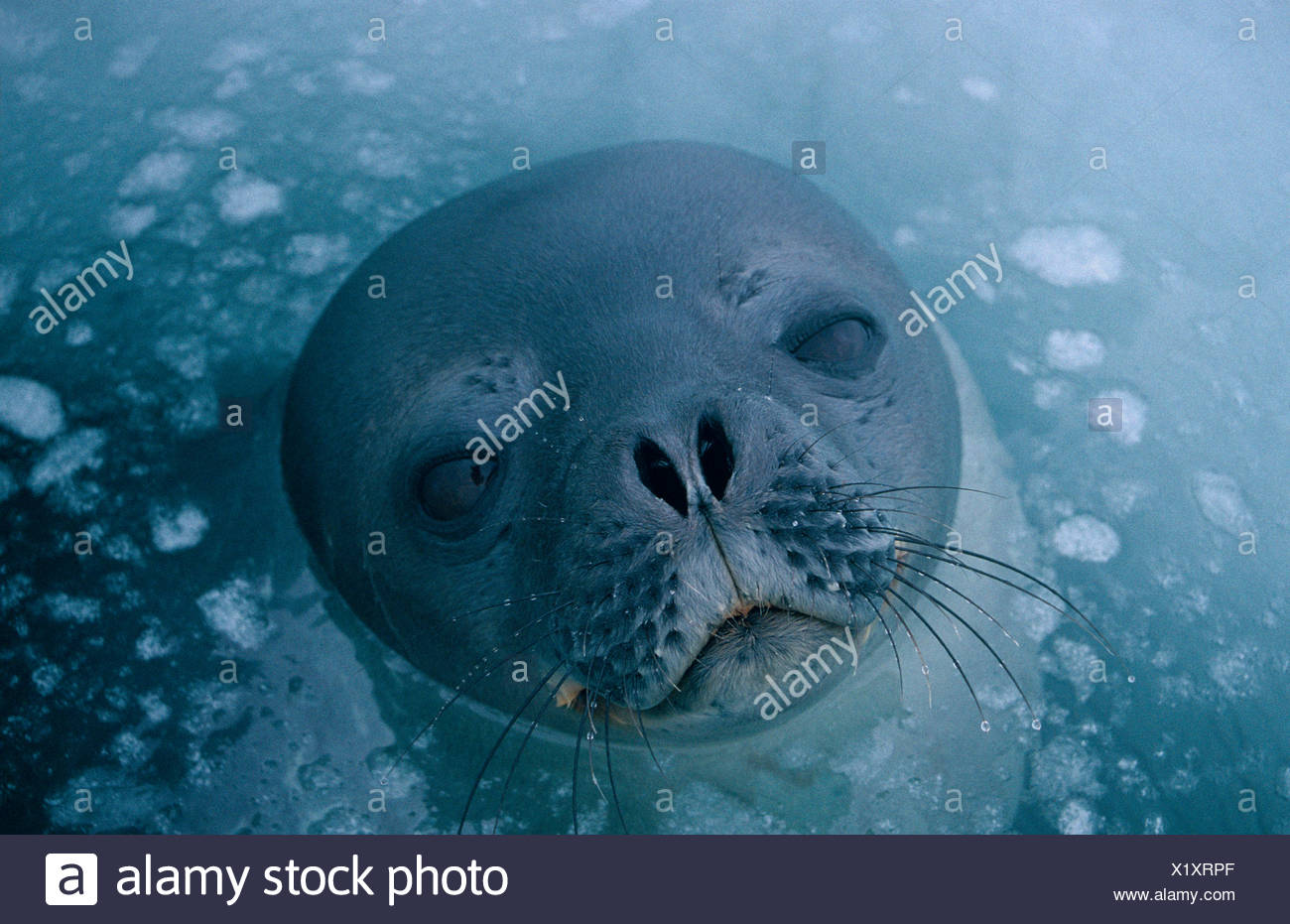 Ross Seal Stock Photos Ross Seal Stock Images Page 2 Alamy - 