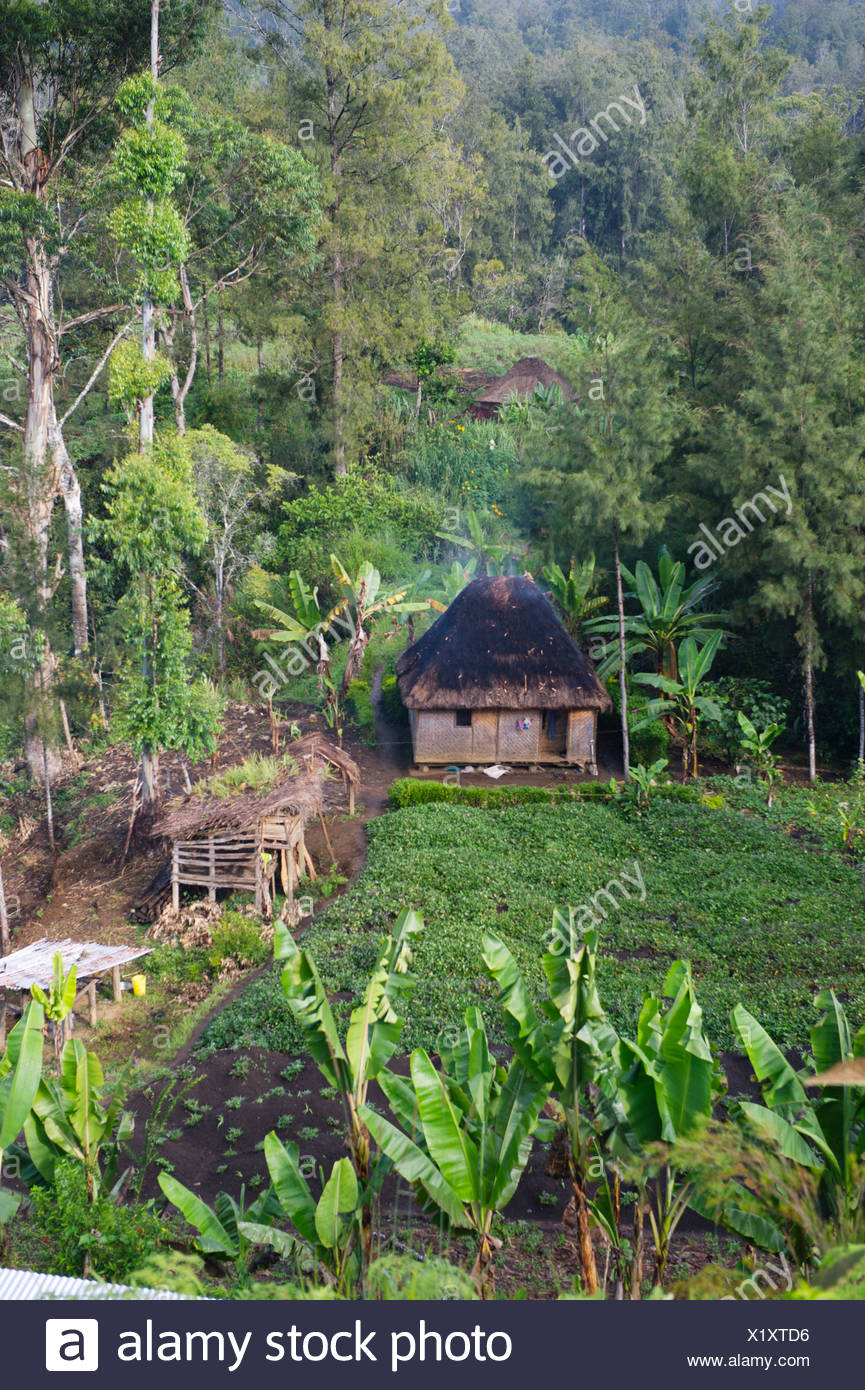 Highlands Papua New Guinea Farming Stock Photos & Highlands Papua New