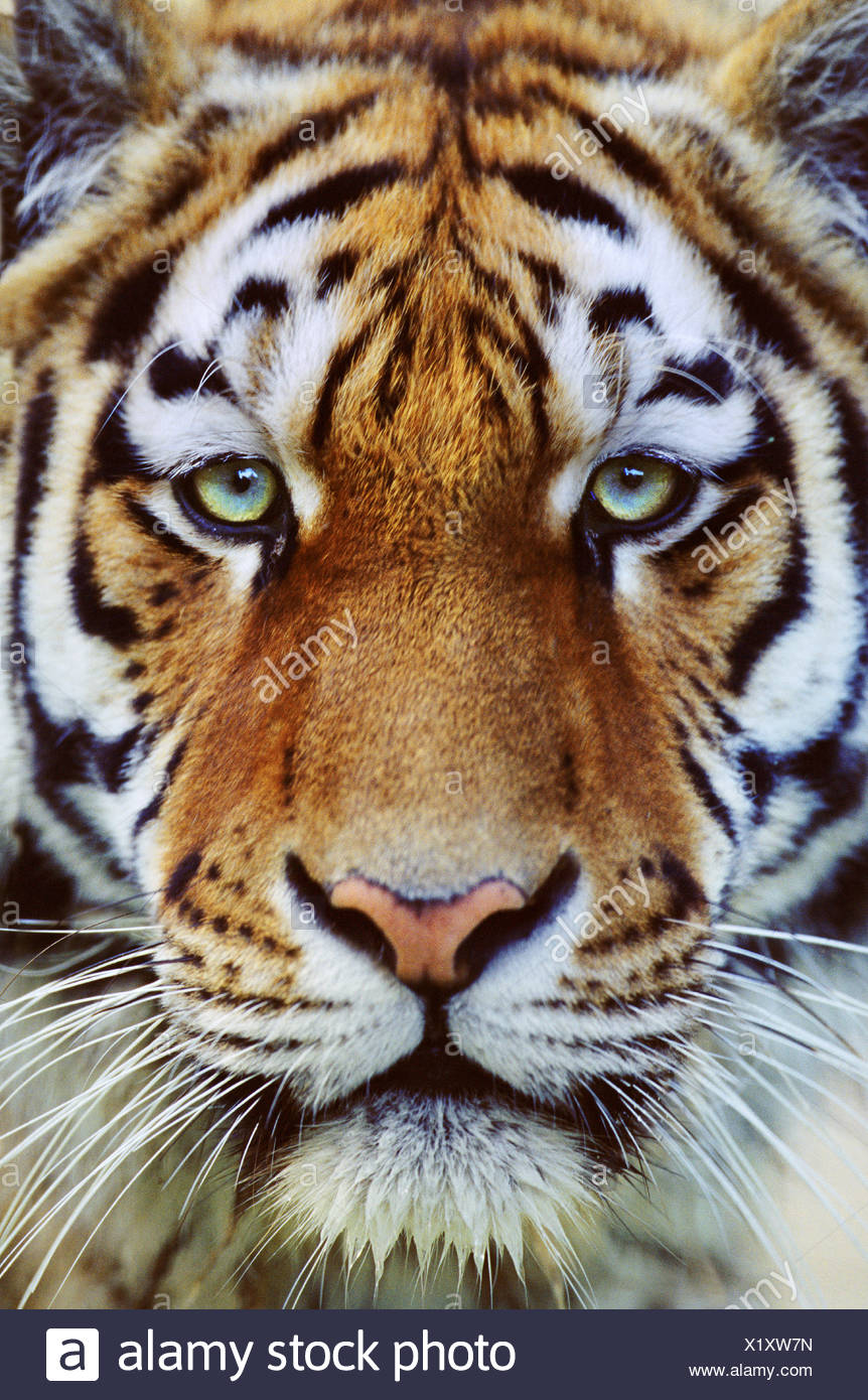 Tiger Face Close Up Stock Photo Alamy