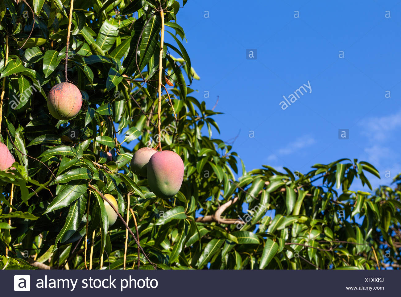 Mango Tree High Resolution Stock Photography and Images Alamy