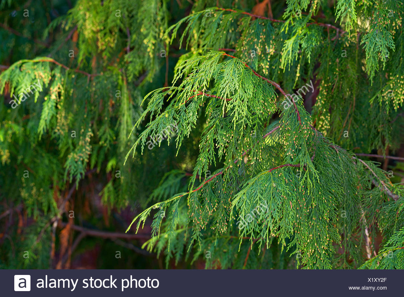 Yellow-cedar (Cupressus nootkatensis Chamaecyparis nootkatensis), branch with male flowers - Stock Image
