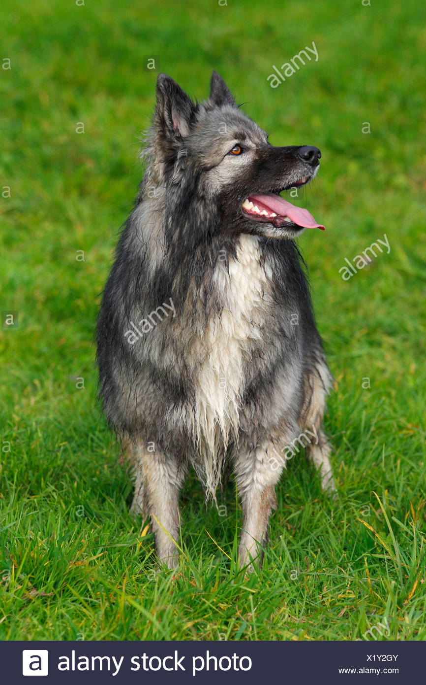 keeshond german shepherd mix for sale