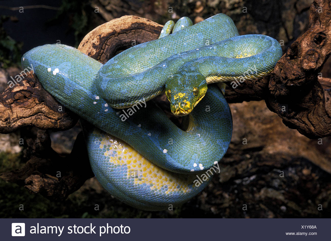 Morelia Viridis High Resolution Stock Photography and Images - Alamy
