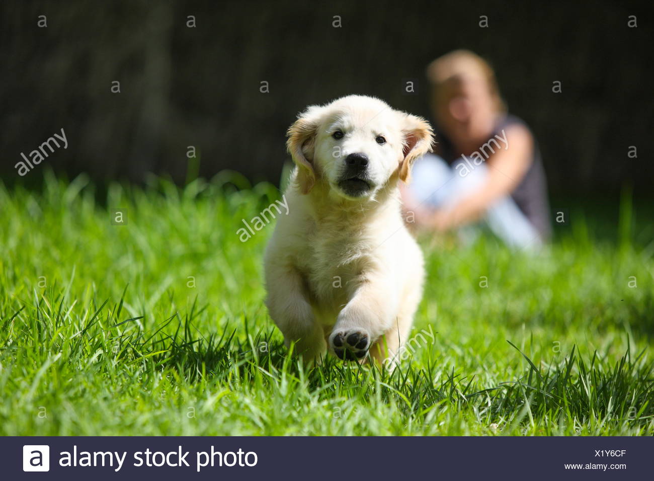 Golden Retriever Puppy Running On Grass Stock Photo 276578303 Alamy