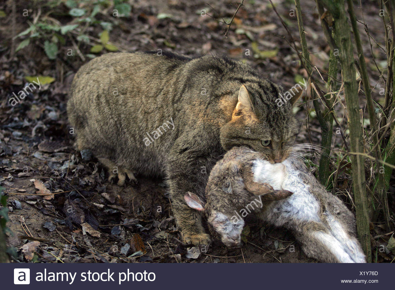 Cat Hunting Rabbit Stock Photos & Cat Hunting Rabbit Stock Images Alamy