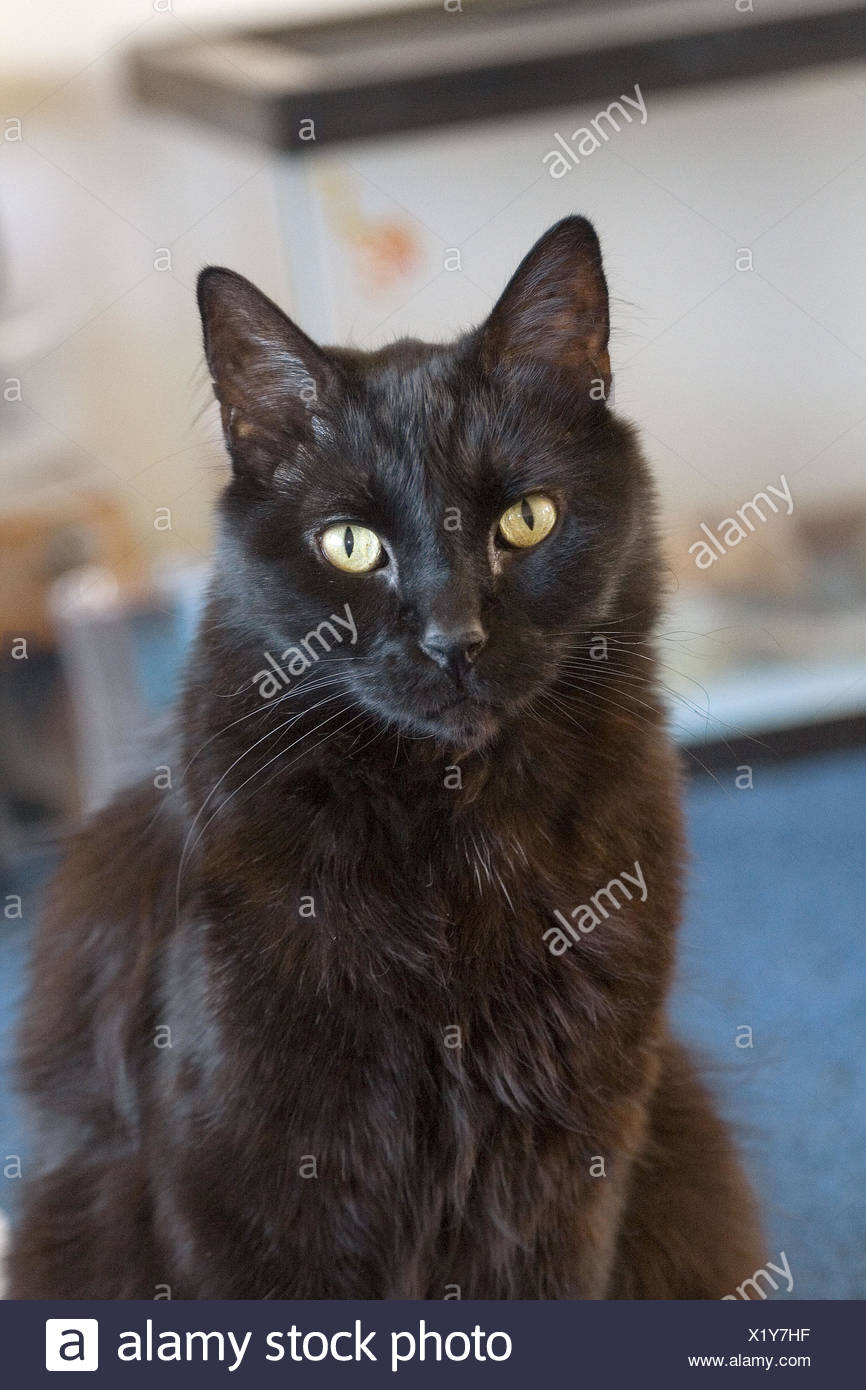 black manx