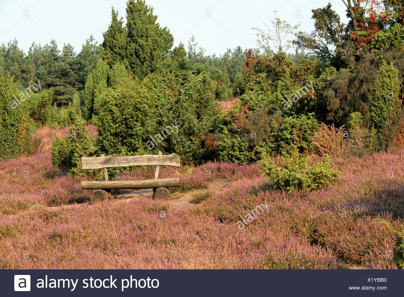 juniper bank