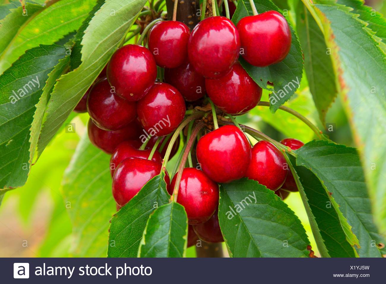 Cherry Orchard Usa High Resolution Stock Photography and Images Alamy