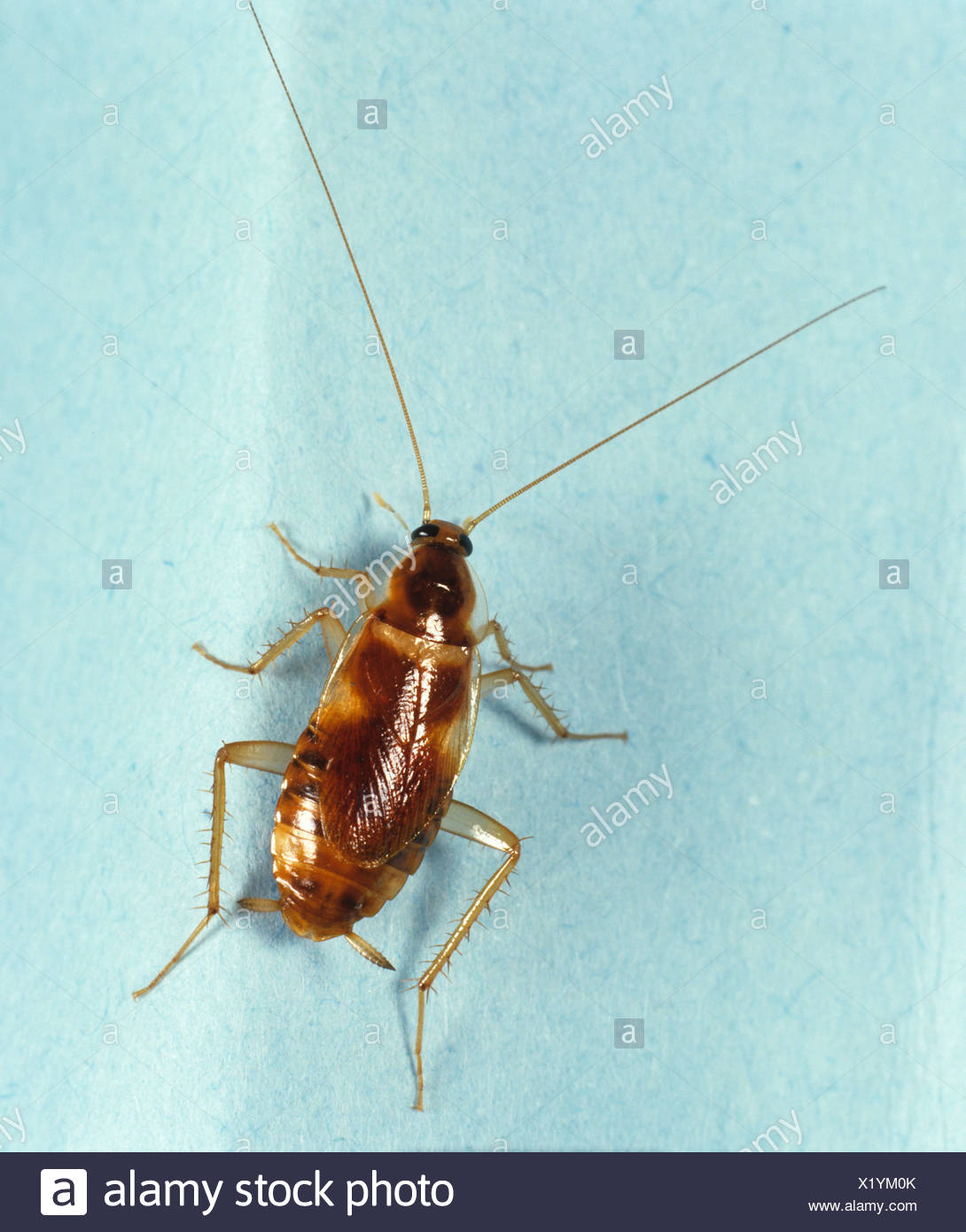 Adult insect remarkable Topic, Adult insect
