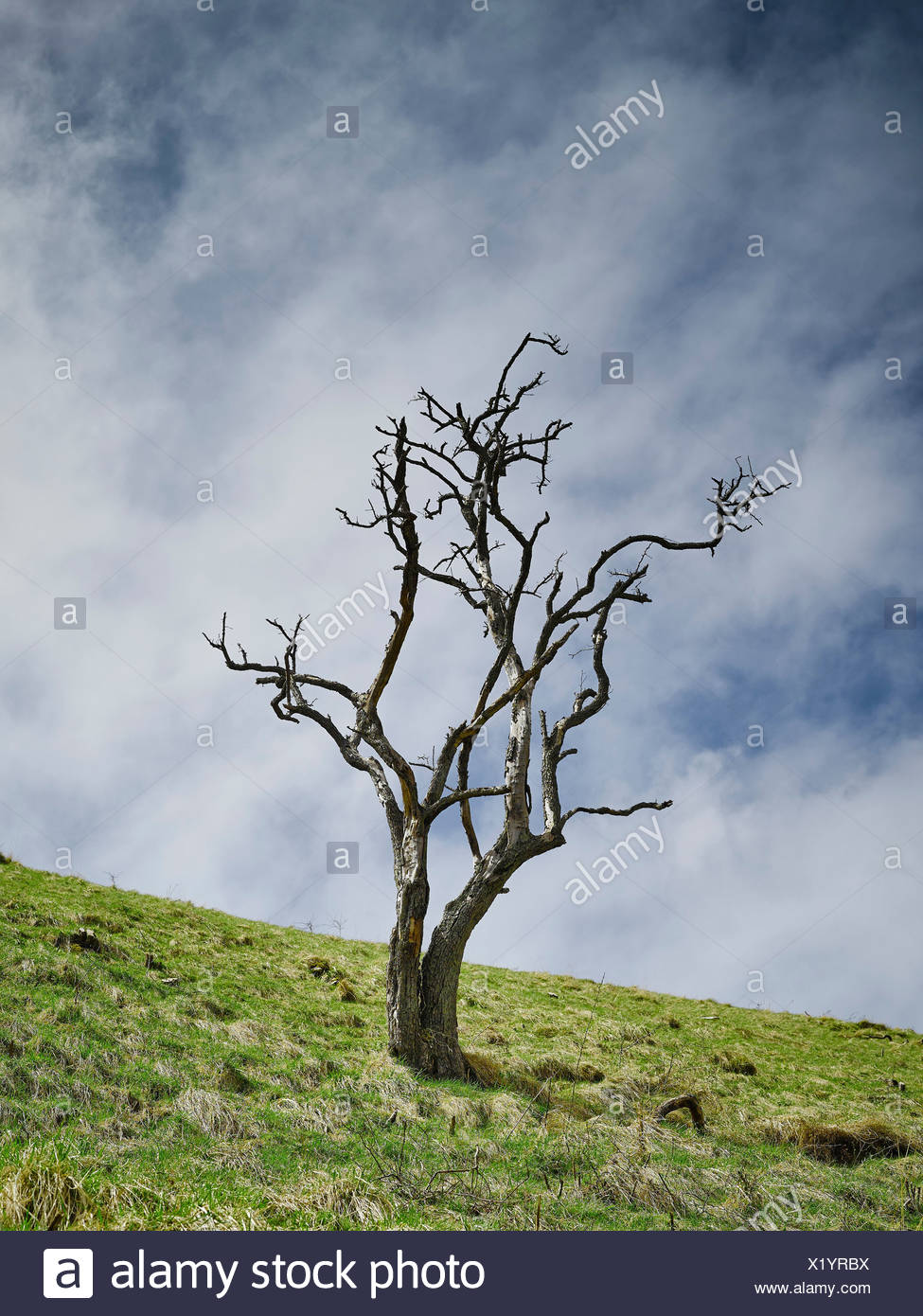 Tree With No Leaves Stock Photos & Tree With No Leaves Stock Images - Alamy