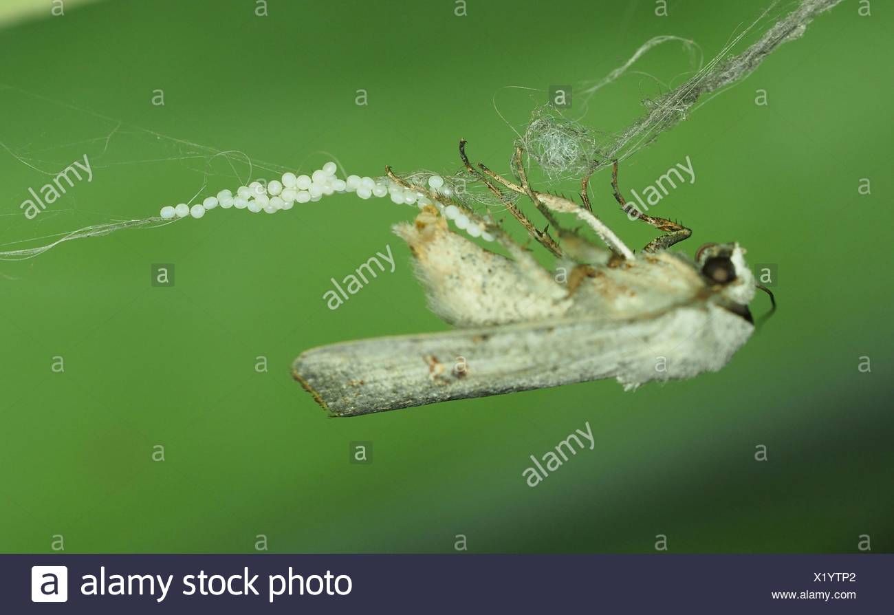 Moth Eggs High Resolution Stock Photography and Images Alamy