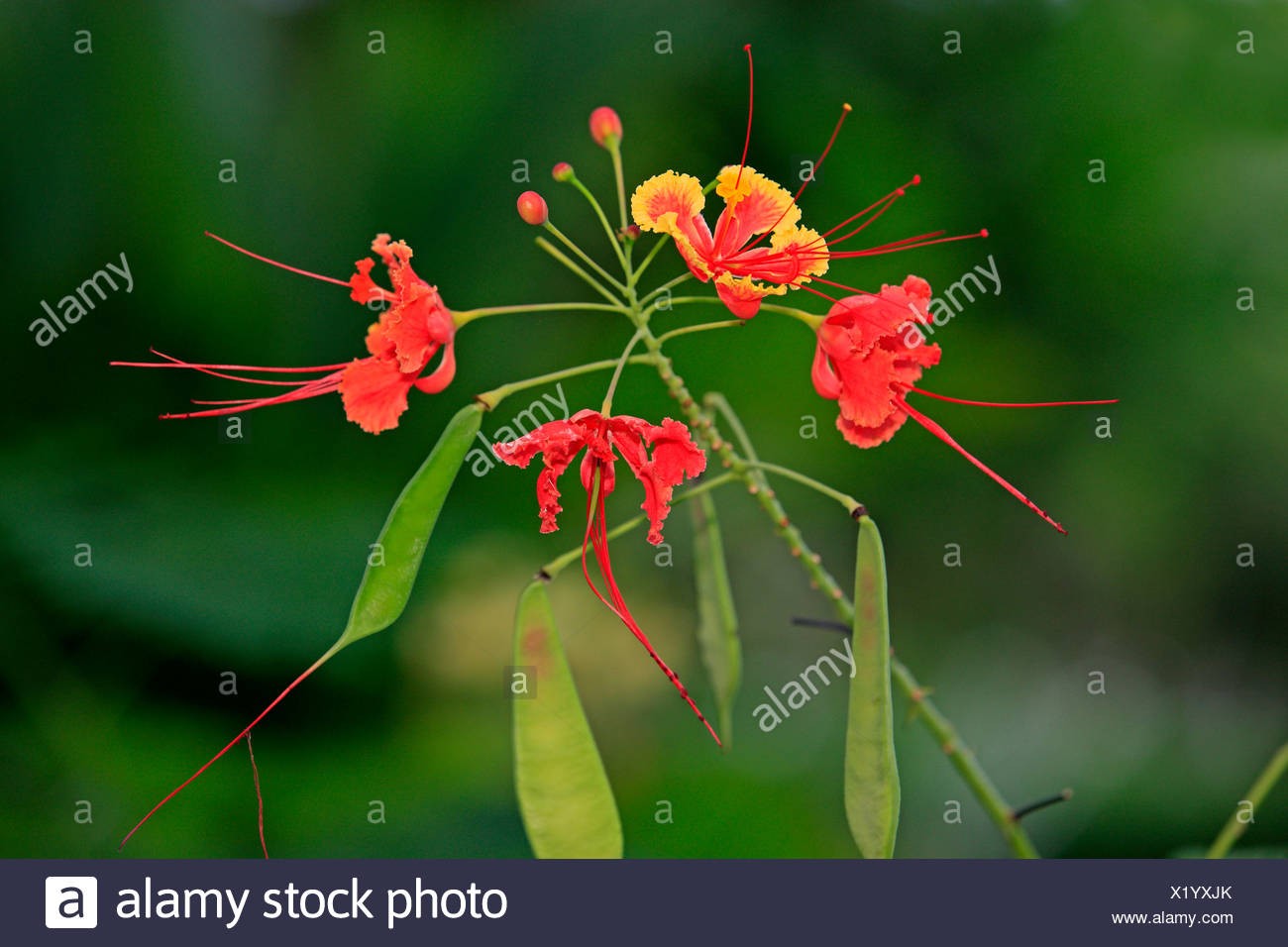 Tamarind Flowers High Resolution Stock Photography And Images Alamy Tamarind Flowers High Resolution Stock Photography And Images Alamy