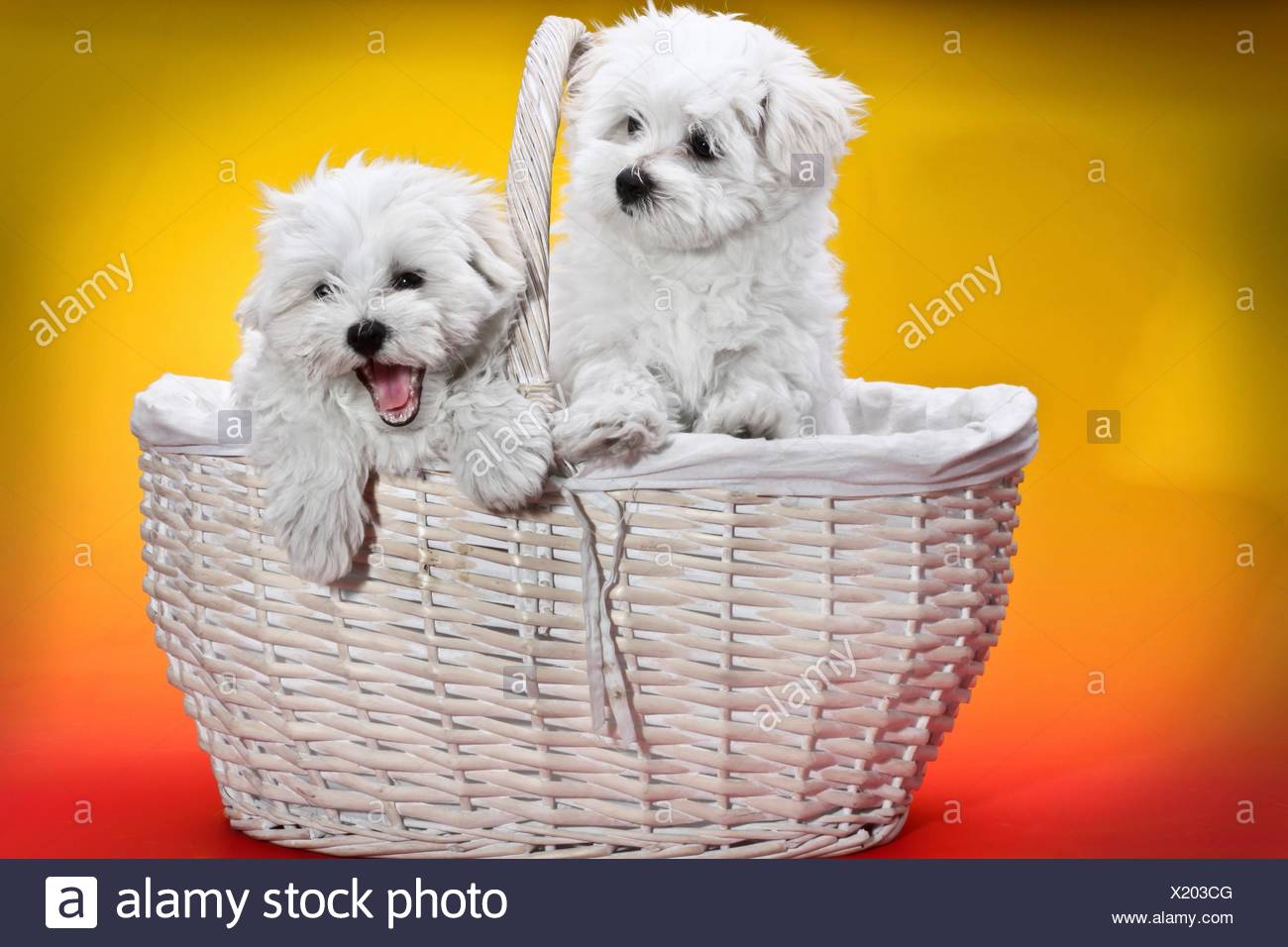 Puppies Basket Stock Photos & Puppies Basket Stock Images Alamy