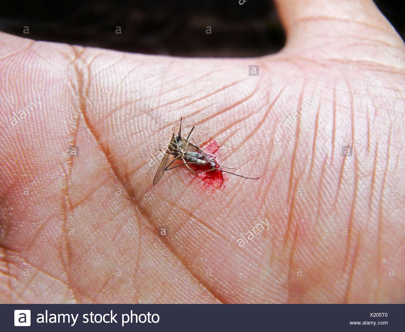 Dead Mosquito Stock Photos & Dead Mosquito Stock Images Alamy
