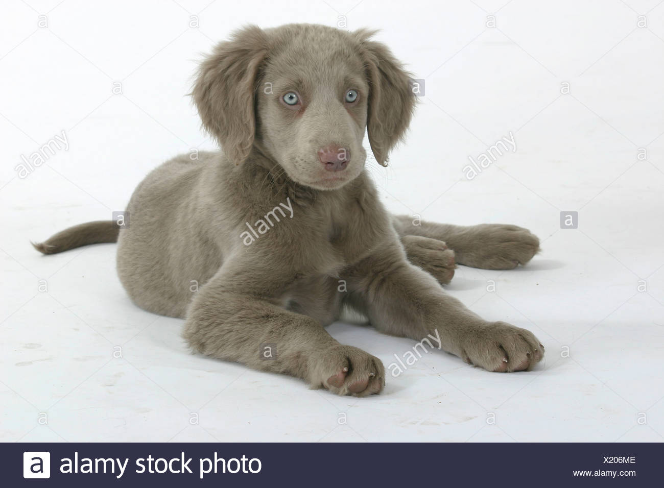 Long Haired Weimaraner Puppy 10 Weeks Stock Photo 276600478 Alamy
