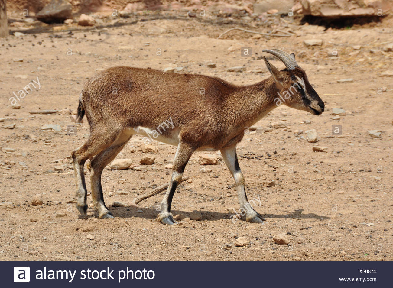 pics Mountain Goat With Curved Horns https www alamy com cretan wild mountain goat with curved horns in natural environment kri kri on barren land image276601672 html