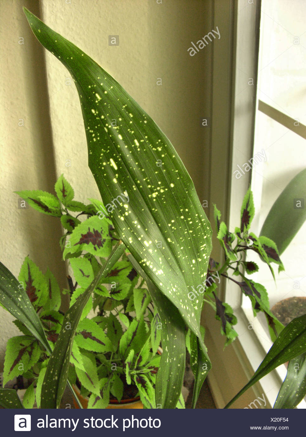 Aspidistra Aspidistra Elatior High Resolution Stock Photography and Images - Alamy