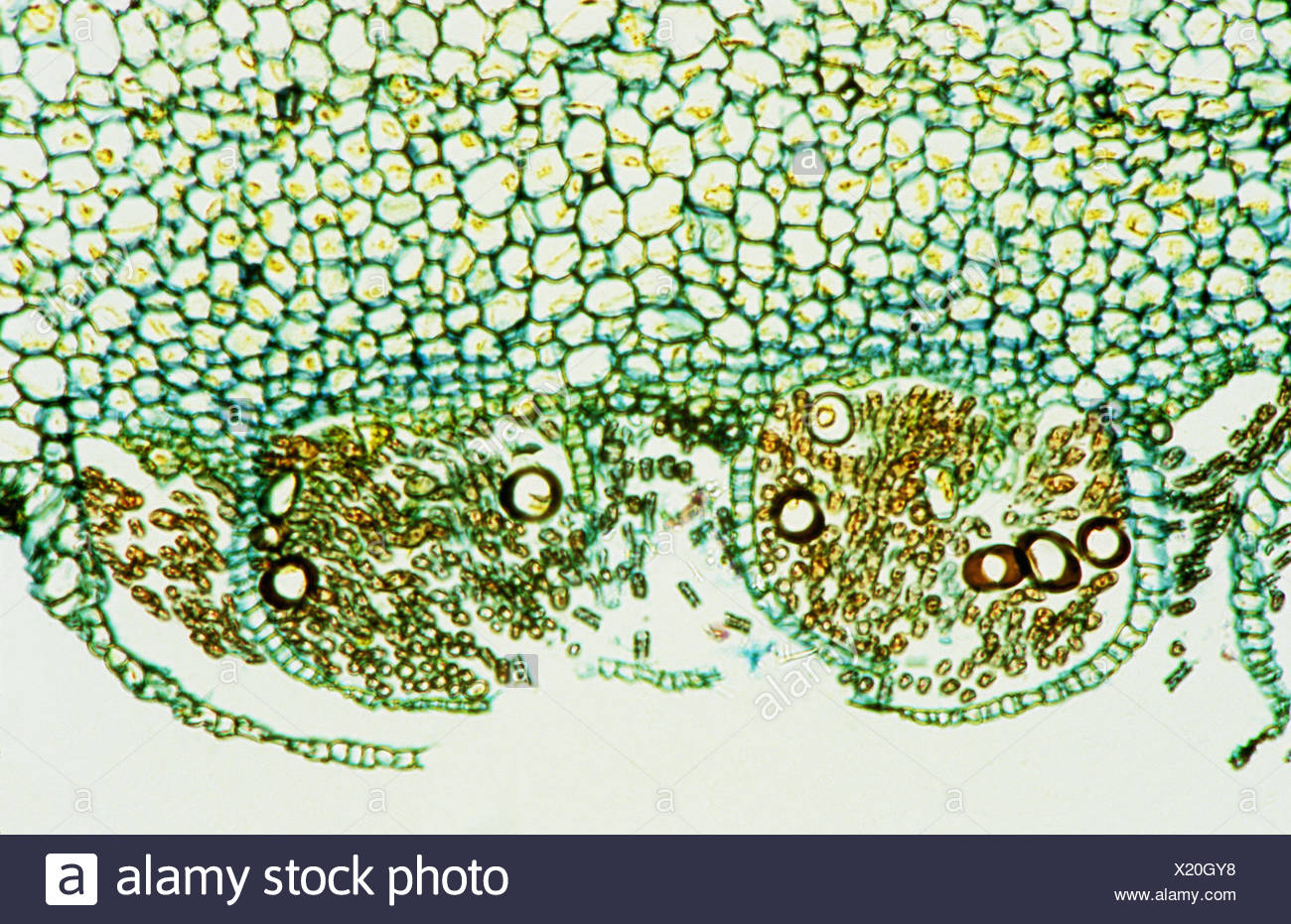 Vascular Plants High Resolution Stock Photography and Images Alamy