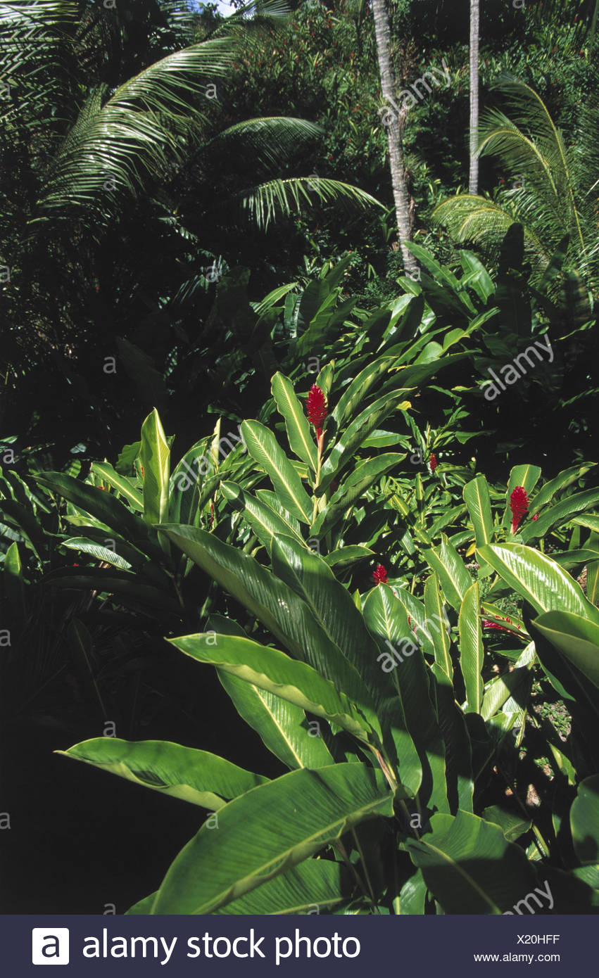 Karibik Kleine Antillen Saint Lucia Choiseul Anwesen