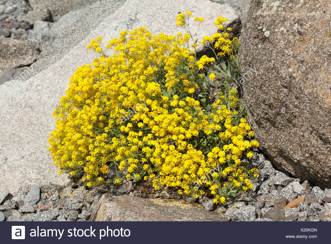 Alyssum Blooms High Resolution Stock Photography and Images - Alamy