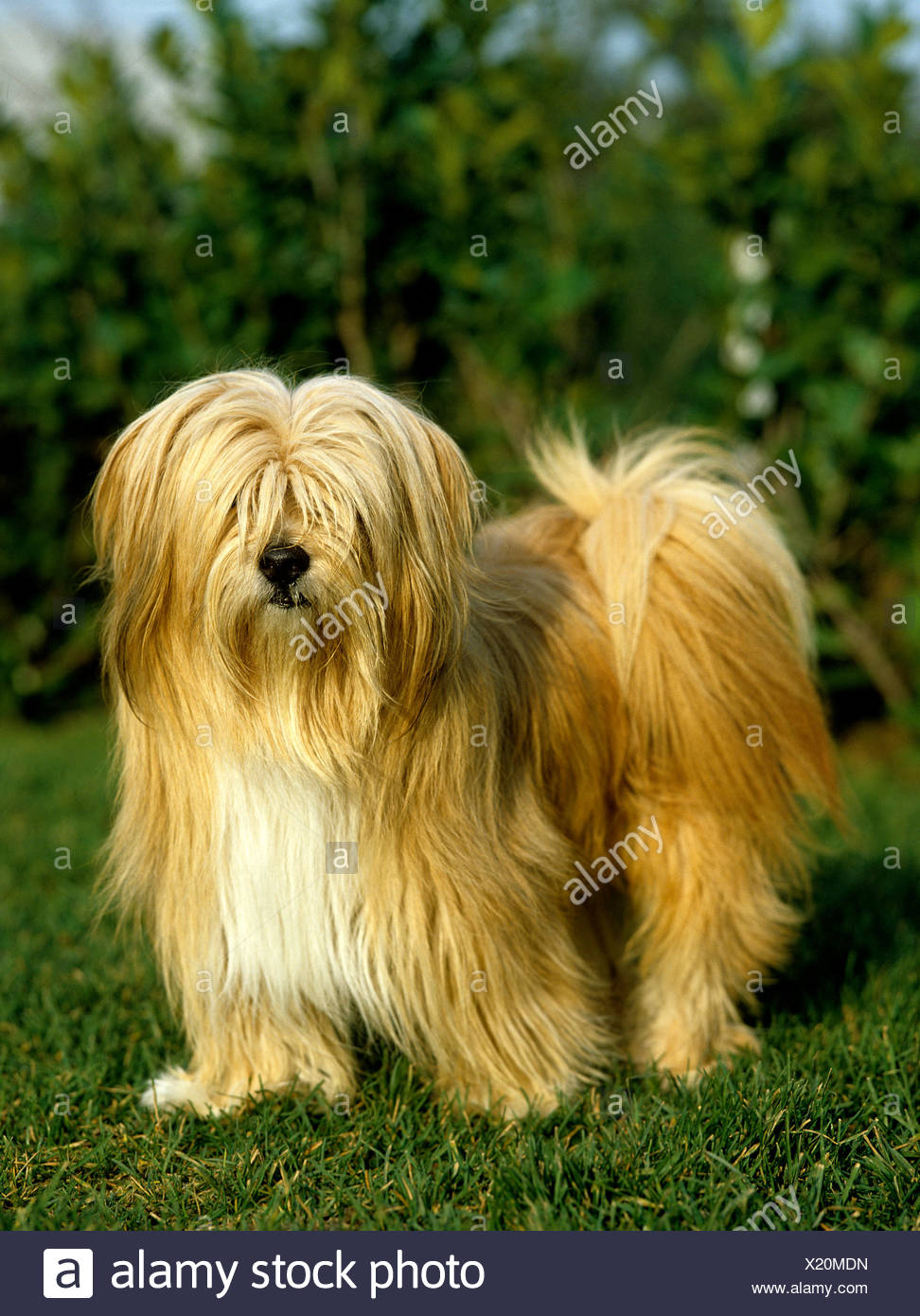 Tibetan Terrier Stock Photos & Tibetan Terrier Stock Images Alamy