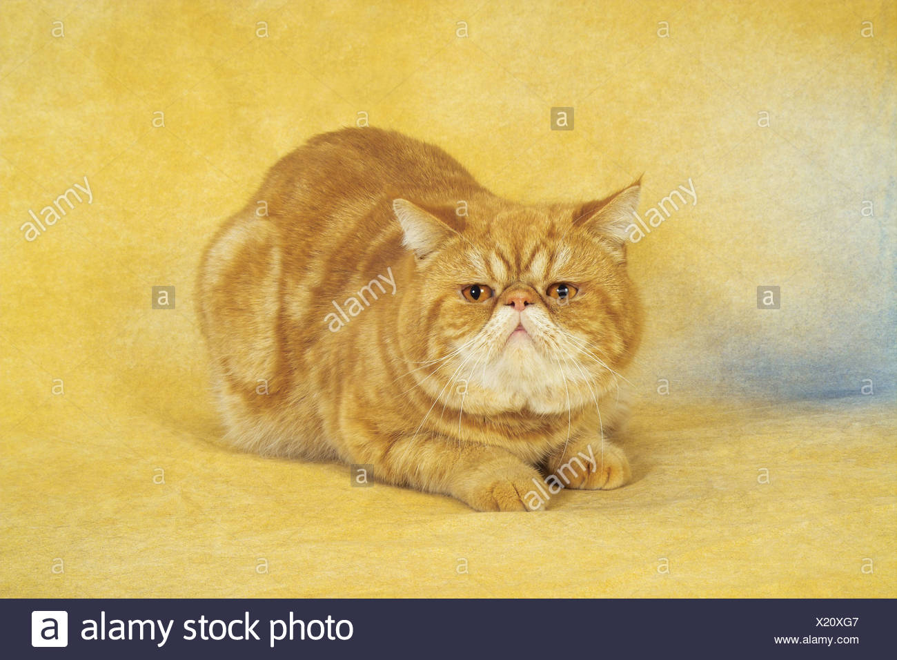 Exotic Shorthair Cat Lying Stock Photo 276616039 Alamy