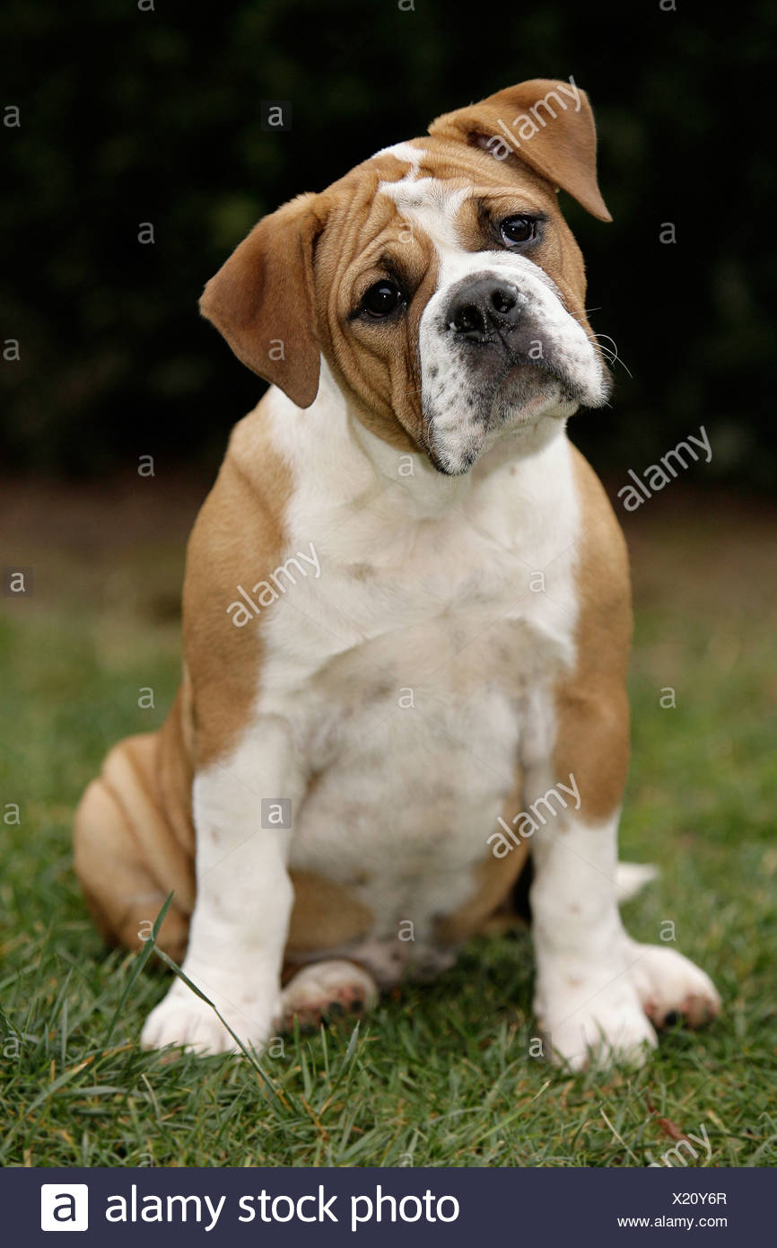 Continental Bulldog Puppy Stock Photo Alamy