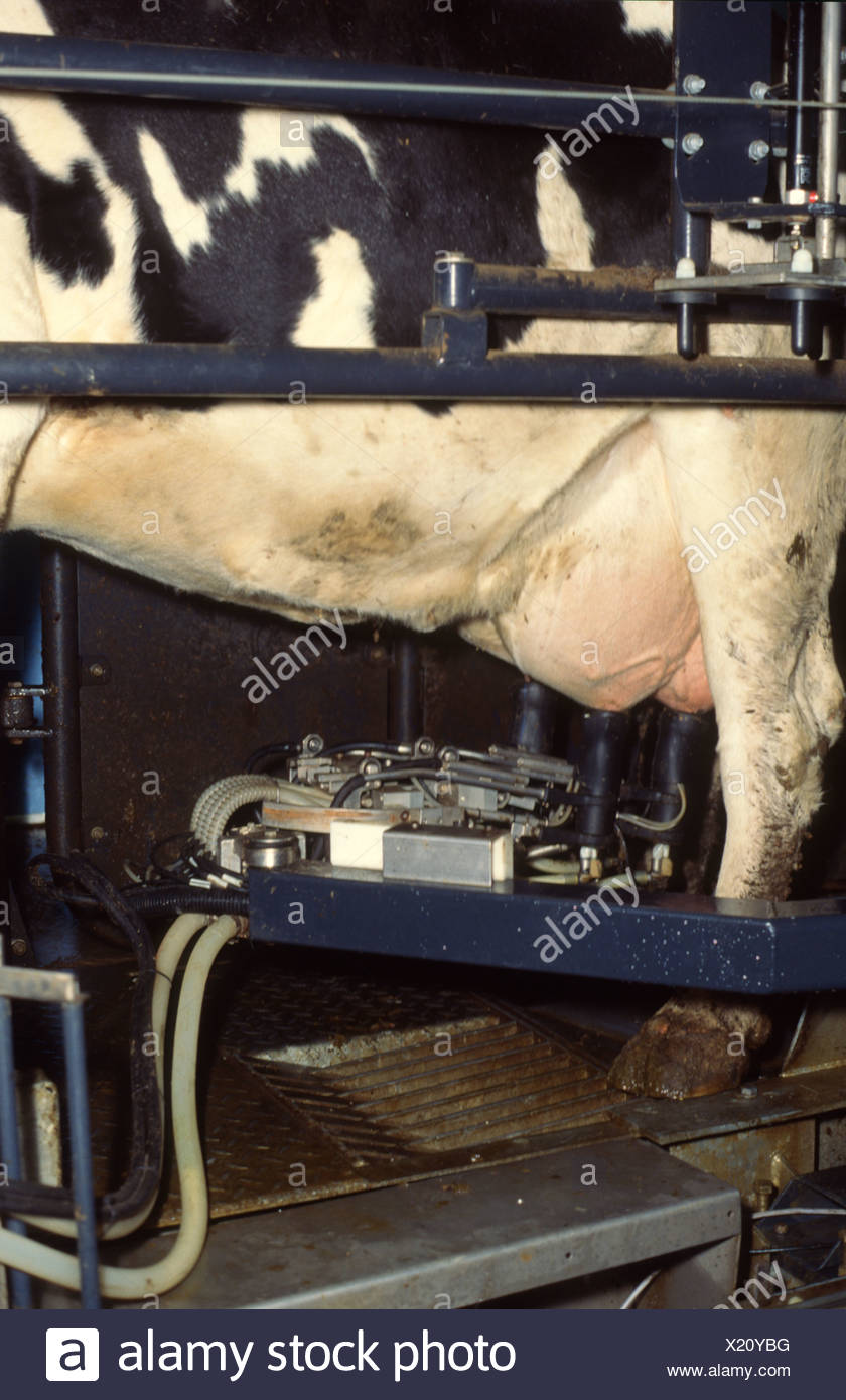 Cow In Automatic Milking Parlour Stock Photo 276616692 Alamy