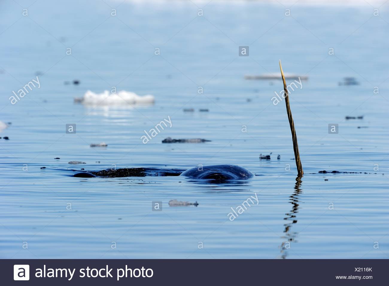Monodon Monoceros Arctic High Resolution Stock Photography and Images ...