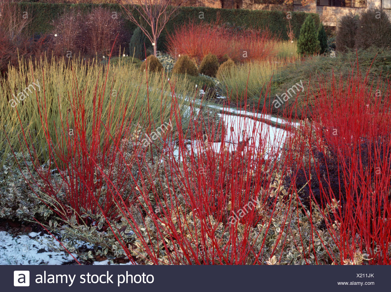 Cornus Alba Sibirica Stock Photos Cornus Alba Sibirica Stock