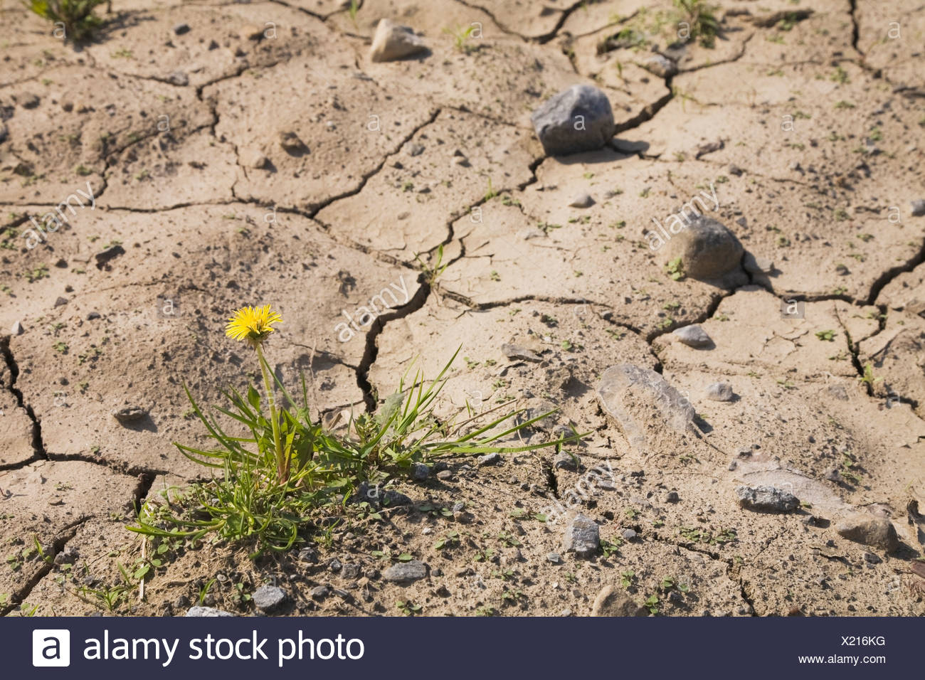 Parched Field Stock Photos & Parched Field Stock Images - Alamy