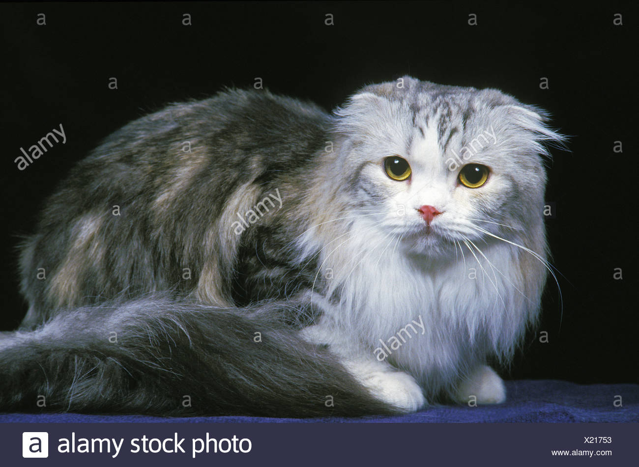 Highland Fold Or Long Hair Scottish Fold Domestic Cat Adult
