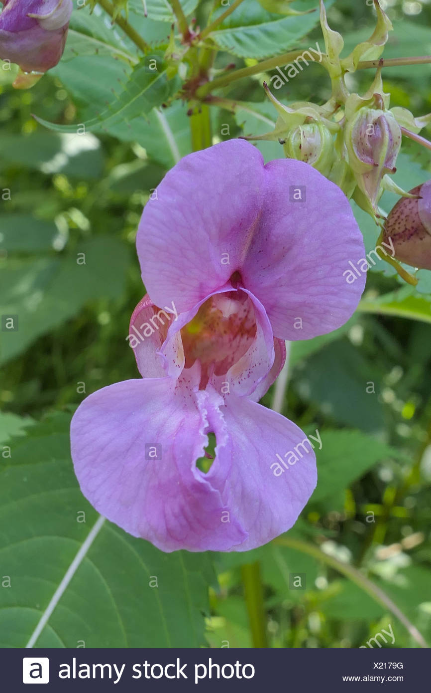 Drüsiges Springkraut (Impatiens glandulifera), Einzelblüte, Bayern, Deutschland, Europa Stock Photo