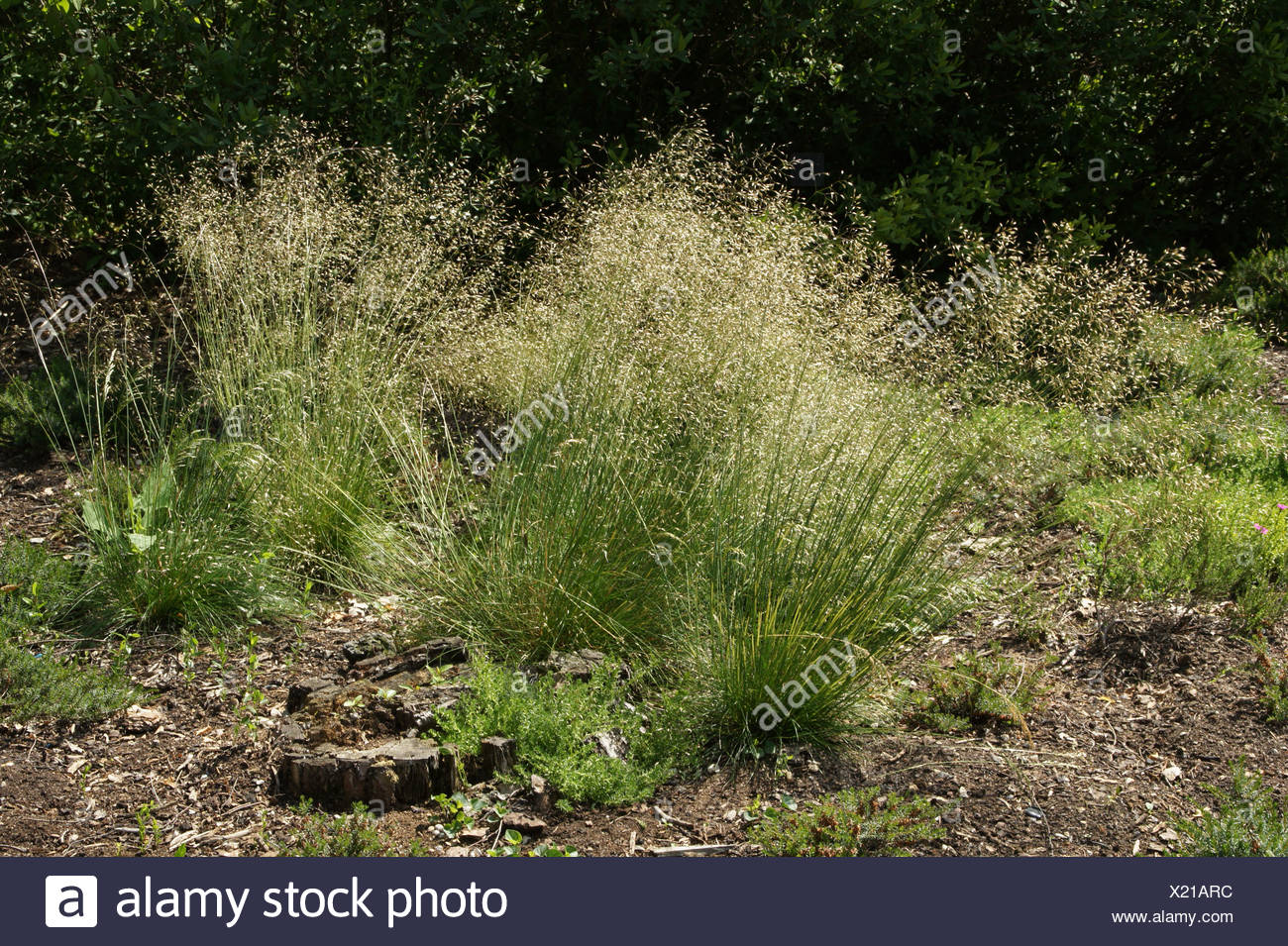 Wavy Hairgrass Stock Photo 276625648 Alamy