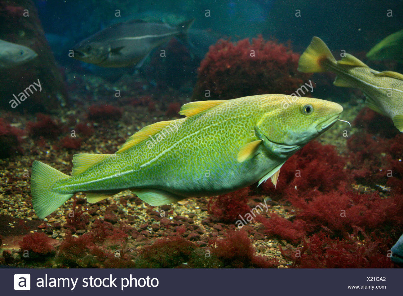 Atlantic Cods Gadus Morhua High Resolution Stock Photography and Images Alamy