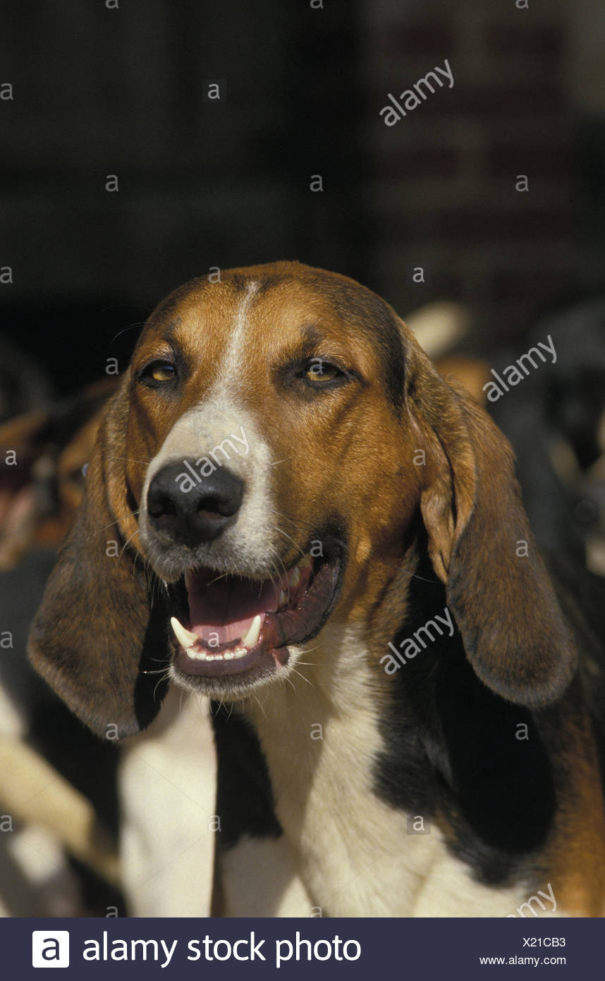 Poitevin Dog Portrait Stock Photo Alamy