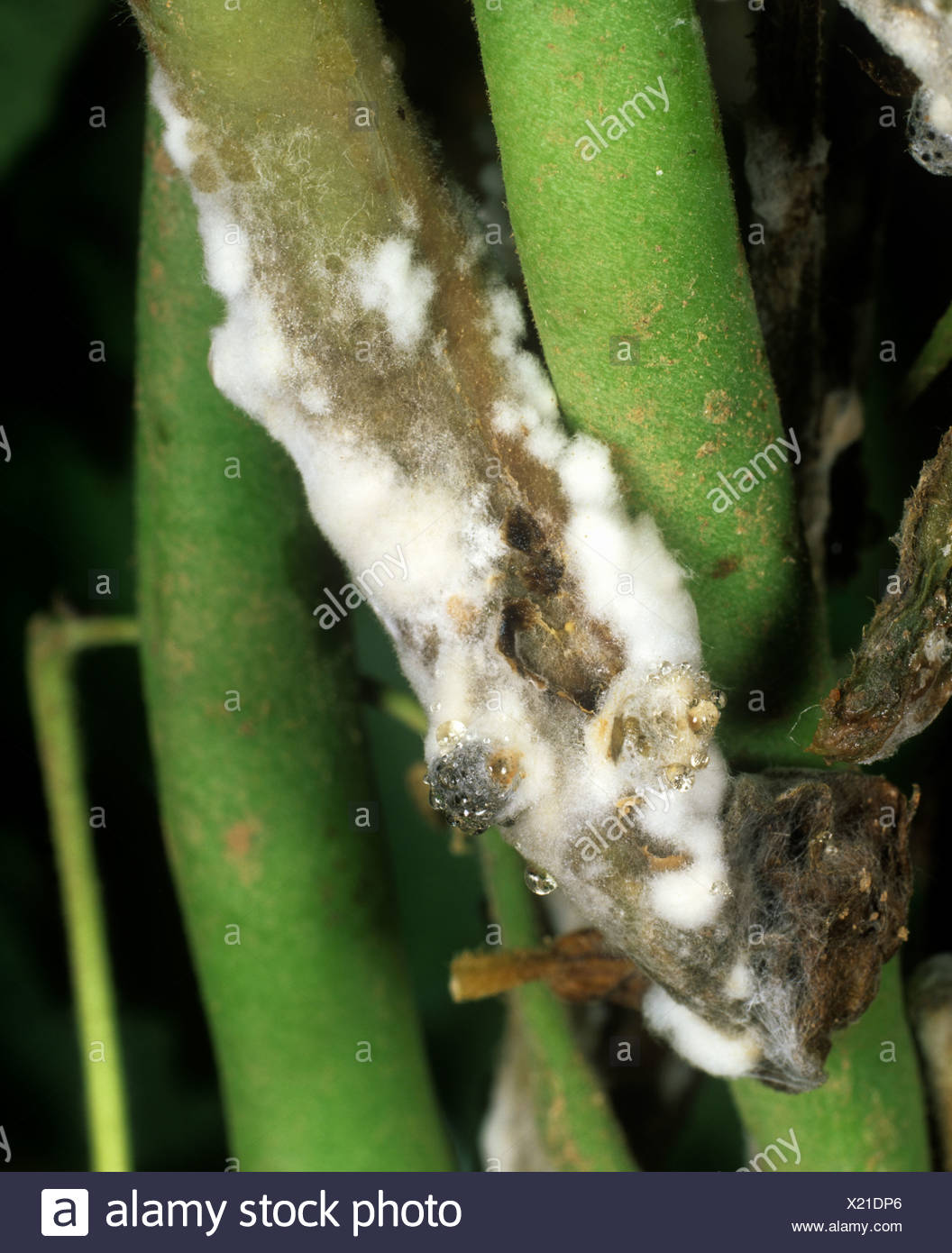 Sclerotiorum High Resolution Stock Photography and Images - Alamy