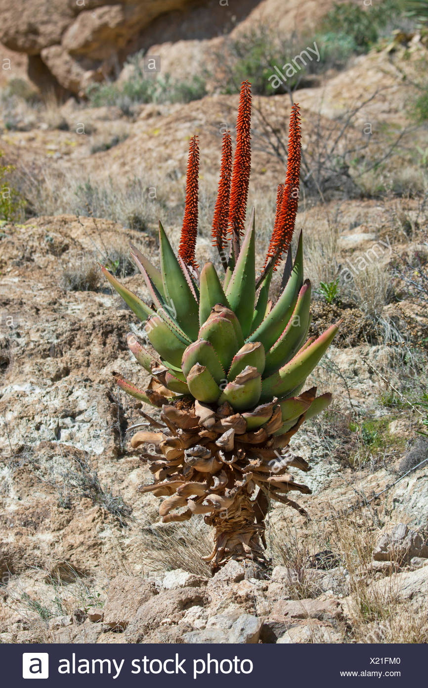 African Aloe Aloe Africana Stock Photos & African Aloe Aloe Africana