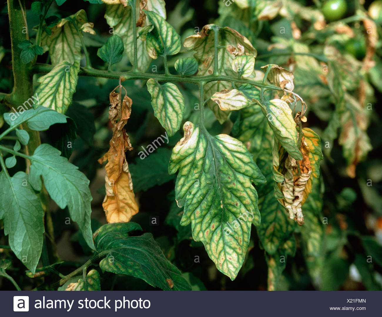 Magnesium Deficiency Leaves High Resolution Stock Photography and
