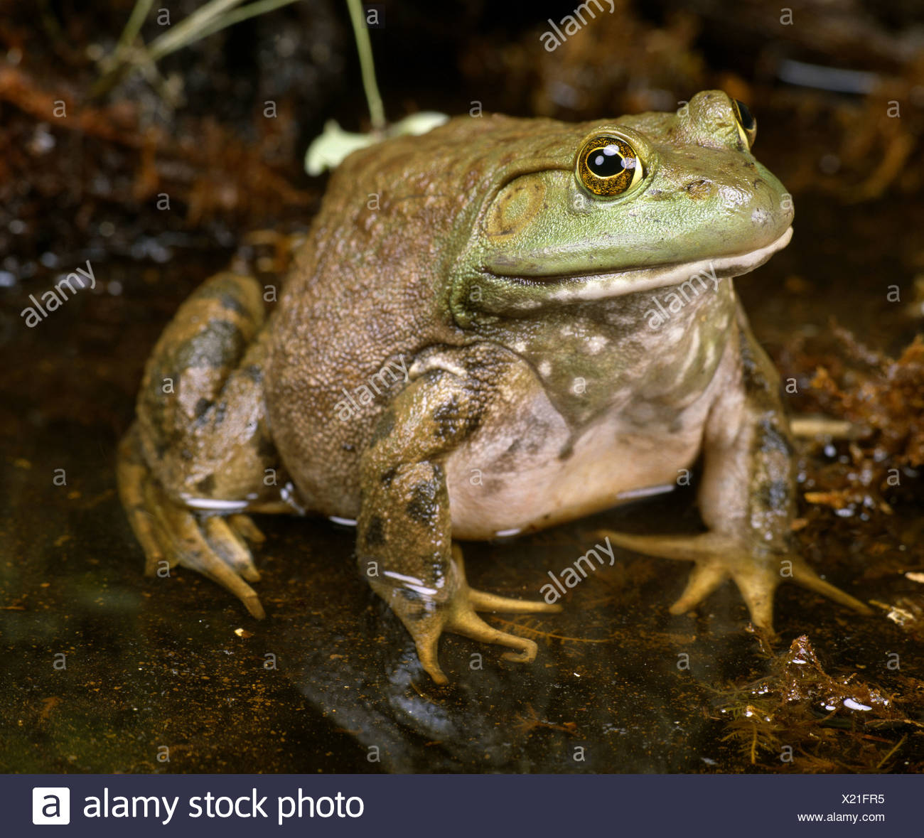Webbed Hind Feet High Resolution Stock Photography and Images - Alamy