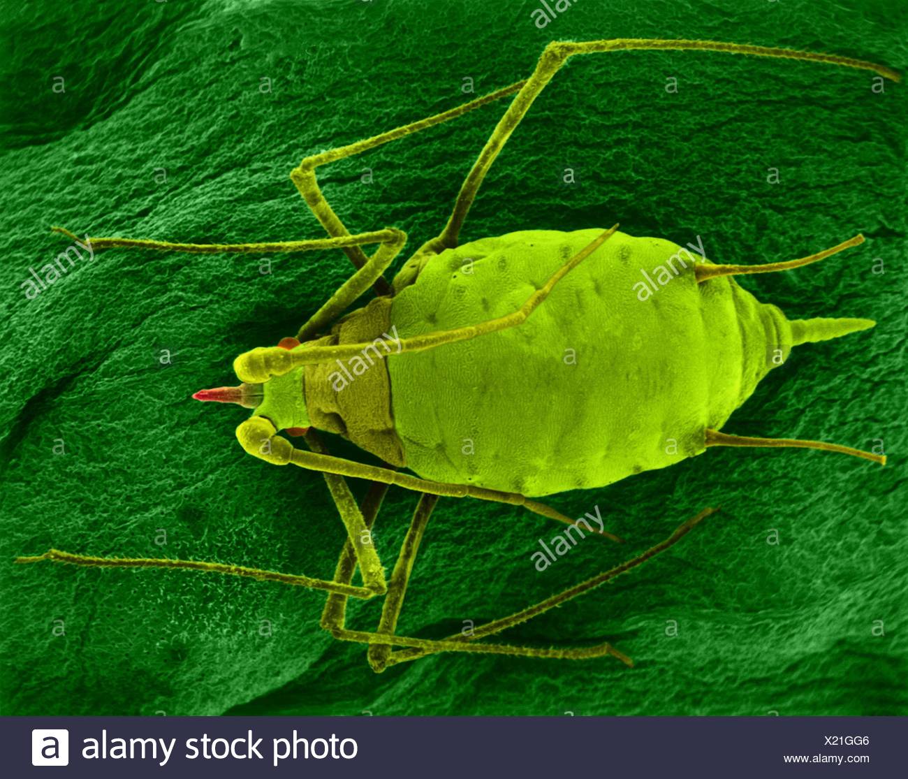 Rhabdovirus High Resolution Stock Photography and Images - Alamy