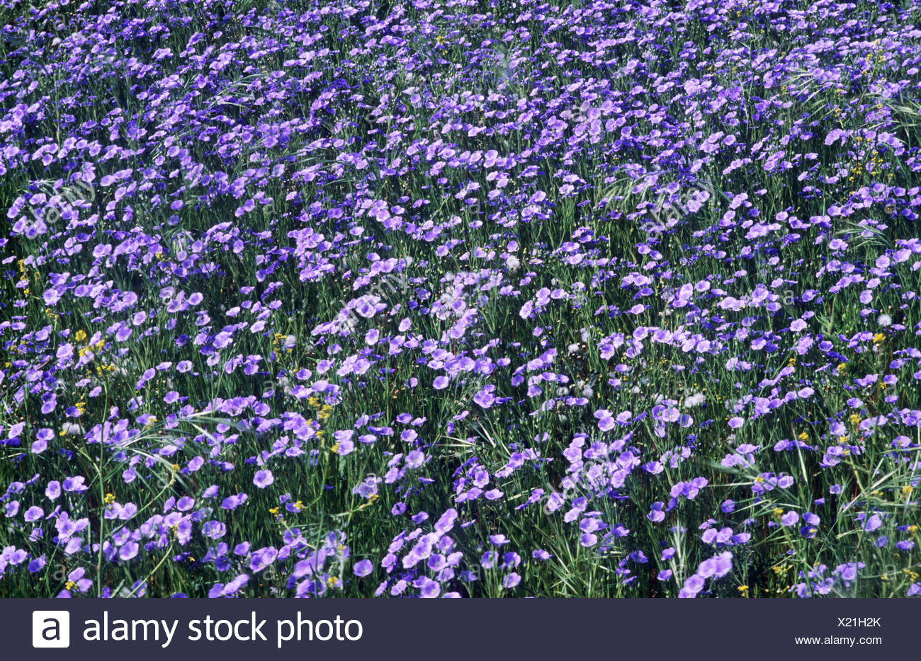 Agricultural Crop Blue Flower Flowers Crops High Resolution Stock