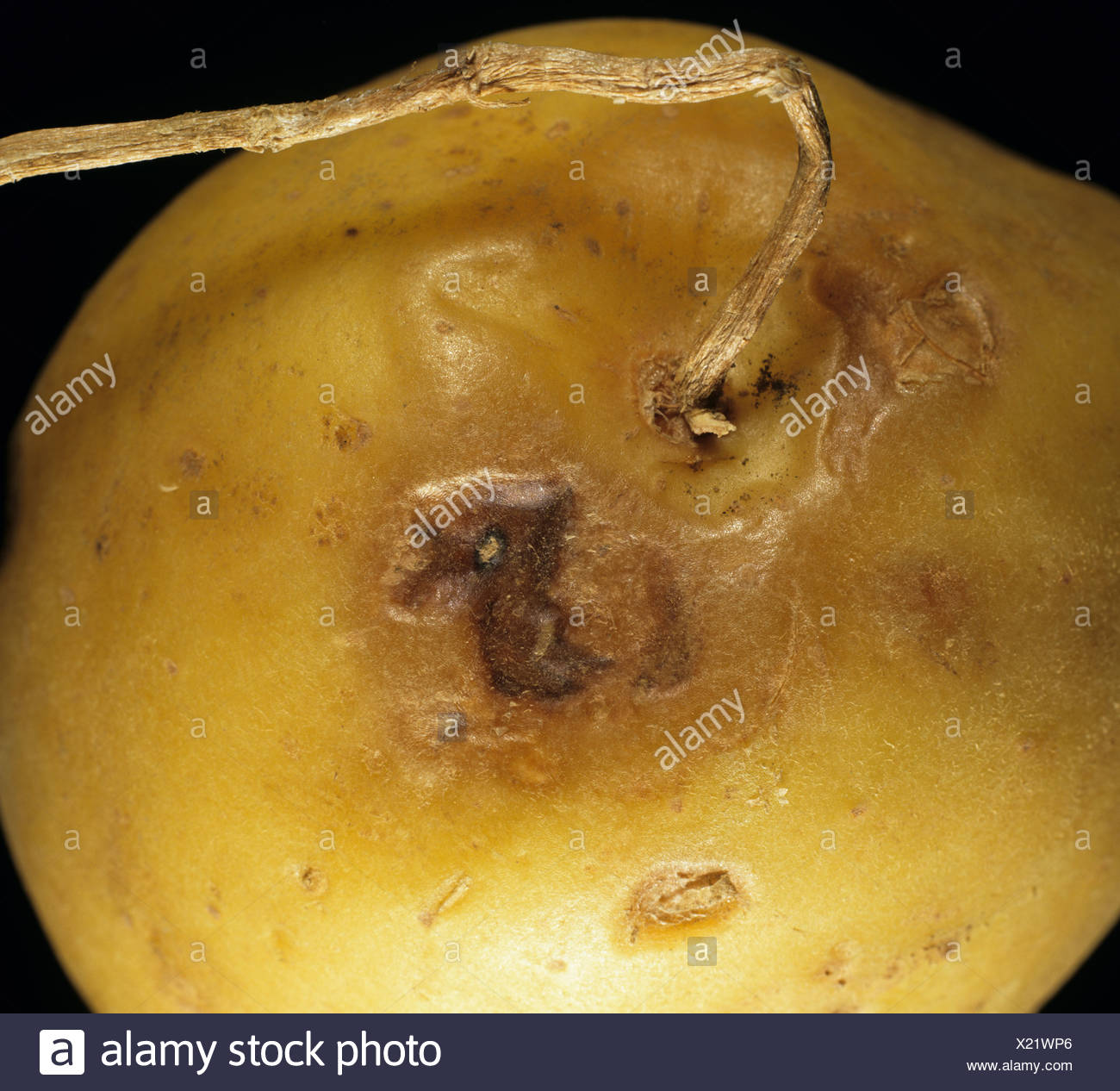 Storage Tuber High Resolution Stock Photography and Images - Alamy